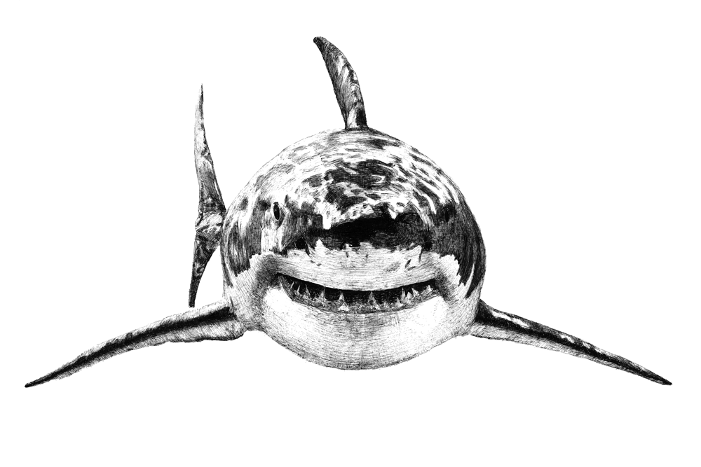 Pen and ink illustration of a great white shark swimming forward head-on.